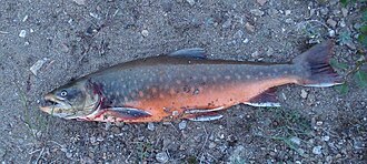 Arctic char
